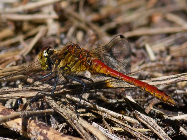 Bloedrode heidelibel (Sympetrum sanguineum)